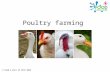 Poultry farming © Food a fact of life 2013. Introduction Chicken, turkey, duck and goose are all types of birds called poultry. They are reared for meat.