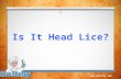 Www.DrItchy.com Is It Head Lice?. www.DrItchy.com What You’ll Learn Today What are head lice? Where do head lice come from? How do I know I have head.