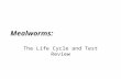 The Life Cycle and Test Review Mealworms:. Kingdom: Animalia (animals), Phylum: Arthropoda (arthropods),arthropods Class: Insecta (insects),insects Order: