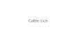 Cattle Lice. Lice Lice populations build up on cattle in the winter months, and are mainly a problem from November through March. Lice are not a problem.