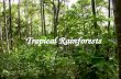 Tropical Rainforests. Tropical Rainforests of the world A C B.