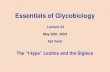 Essentials of Glycobiology Lecture 23 May 20th. 2004 Ajit Varki The “I-type” Lectins and the Siglecs.