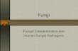 Fungi Fungal Characteristics and Human Fungal Pathogens.