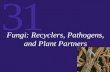 31 Fungi: Recyclers, Pathogens, and Plant Partners.