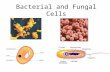 Bacterial and Fungal Cells Chromosome Plasmid. Task... Become an expert in bacteria or fungal cells by answering the following.. Produce a mini presentation.