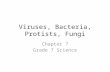 Viruses, Bacteria, Protists, Fungi Chapter 7 Grade 7 Science.