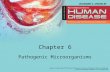 Chapter 6 Pathogenic Microorganisms. Learning Objectives Explain –Characteristics of bacteria –Major groups of pathogenic bacteria Describe –Inhibition.
