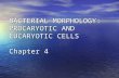 BACTERIAL MORPHOLOGY: PROCARYOTIC AND EUCARYOTIC CELLS Chapter 4.
