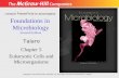 Foundations in Microbiology Seventh Edition Chapter 5 Eukaryotic Cells and Microorganisms Lecture PowerPoint to accompany Talaro Copyright © The McGraw-Hill.
