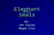 Elephant Seals By: Jen Cooley Megan Flox Northern.