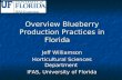 Overview Blueberry Production Practices in Florida Jeff Williamson Horticultural Sciences Department IFAS, University of Florida.