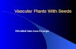 Vascular Plants With Seeds Divided into two Groups.