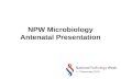 NPW Microbiology Antenatal Presentation. The Royal College of Pathologists The Royal College which deals with: –Clinical Chemistry –Microbiology –Histopathology.