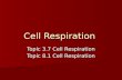 Cell Respiration Topic 3.7 Cell Respiration Topic 8.1 Cell Respiration.