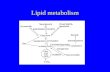 Lipid metabolism. TTYP What is the purpose of lipid metabolism? –Fatty acid synthesis –Fatty acid oxidation.