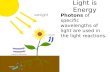 Light is Energy Photons of specific wavelengths of light are used in the light reactions.