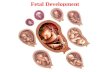 Fetal Development. Create a timeline outlining the stages of human development Label a diagram of the stages of human development KEY WORDS ImplantationEmbryoTrimester.