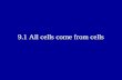 9.1 All cells come from cells. I. Repair and Growth A.The outermost layer of your skin is actually a layer of dead cells B.Underneath the outer layer.