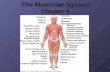 The Muscular System Chapter 9 The Muscular System Chapter 9.