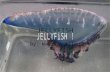 JELLYFISH By: Mayra & Allen. Jellyfish are members of the phylum Cnidaria, a structurally simple marine group of both fixed and mobile animals: sea anemones,