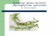 Eurasian water-milfoil (Myriophyllum spicatum) By: Melissa Negron.