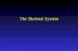 The Skeletal System. Axial skeleton Skull Vertebral column Rib cage –Ribs –Sternum.