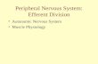 Peripheral Nervous System: Efferent Division Autonomic Nervous System Muscle Physiology.