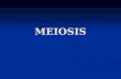 MEIOSIS. Two successive nuclear divisions occur, Meiosis I (Reduction) and Meiosis II (Division). Two successive nuclear divisions occur, Meiosis I.