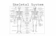 Skeletal System Manual of Structural Kinesiology Foundations of Structural Kinesiology 1-1.