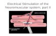 Electrical Stimulation of the Neuromuscular system, part II.