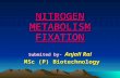 NITROGEN METABOLISM FIXATION Submited by- Anjali Rai MSc (P) Biotechnology MSc (P) Biotechnology.