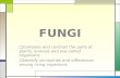 FUNGI □Compare and contrast the parts of plants, animals and one-celled organisms □Identify similarities and differences among living organisms.