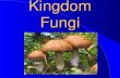 Kingdom Fungi. Fungi In The Scheme Of Life Plantae Fungi Monera Animalia........................ Protista.
