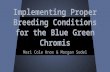Implementing Proper Breeding Conditions for the Blue Green Chromis Mari Cole Knox & Morgan Sodel.
