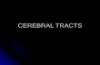CEREBRAL TRACTS. Categories of Tracts Association: Association: Confined to a given hemisphere. Connect regions of the same hemisphere. Commissural: Commissural: