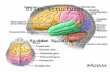 Brain Structures By Adam Michalowsky. Cerebrum The Cerebrum is that largest part of the human brain It's divided into four different sections (lobes)