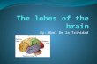 By: Abel De la Trinidad. Lobes of the brain The average human brain weights about 1,4oo grams (3lb) Dived down the middle lengthwise into two halves called.