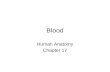 Blood Human Anatomy Chapter 17. I. Overview: Composition of Blood Blood is considered a connective tissue. It carries all substances that must travel.