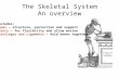 The Skeletal System An overview Includes: Bones – structure, protection and support Joints – for flexibility and allow motion Cartilages and Ligaments.