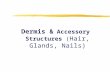 Dermis & Accessory Structures ( Hair, Glands, Nails)
