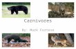 Carnivores By: Mark Fortese. Carnivora Comes from the Latin “caro”, meaning “flesh”, and “vorare”, meaning “to devour” Order of mammals 269 species world.