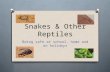 Snakes & Other Reptiles Being safe at school, home and on holidays.