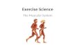 Exercise Science The Muscular System. Agonist and Antagonist Agonist – responsible formain movmenet Antagonist – Acts in opposition to specific movements.