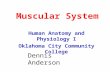 Muscular System Human Anatomy and Physiology I Oklahoma City Community College Dennis Anderson.