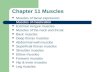 Chapter 11 Muscles Muscles of facial expression Muscles of mastication Extrinsic tongue muscles Muscles of the neck and throat Back muscles Deep thorax.
