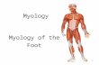 1 Myology Myology of the Foot. 2 Intrinsic Muscle of the Foot: Overview Dorsum of foot: 1. Extensor Digitorum Brevis: Extends toes 1 through 4 Plantar.