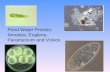 Pond Water Protists: Amoeba, Euglena, Paramecium and Volvox.