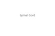 Spinal Cord. Runs through the vertebral canal Extends from foramen magnum to second lumbar vertebra Regions – Cervical – Thoracic – Lumbar – Sacral –