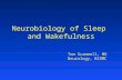 Neurobiology of Sleep and Wakefulness Tom Scammell, MD Neurology, BIDMC.