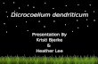 Dicrocoelium dendriticum Presentation By Kristi Bjerke & Heather Lee.
